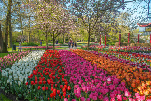 DUTCH BULBFIELDS – KEUKENHOF GARDENS & HERITAGE BOAT AND TRAINS